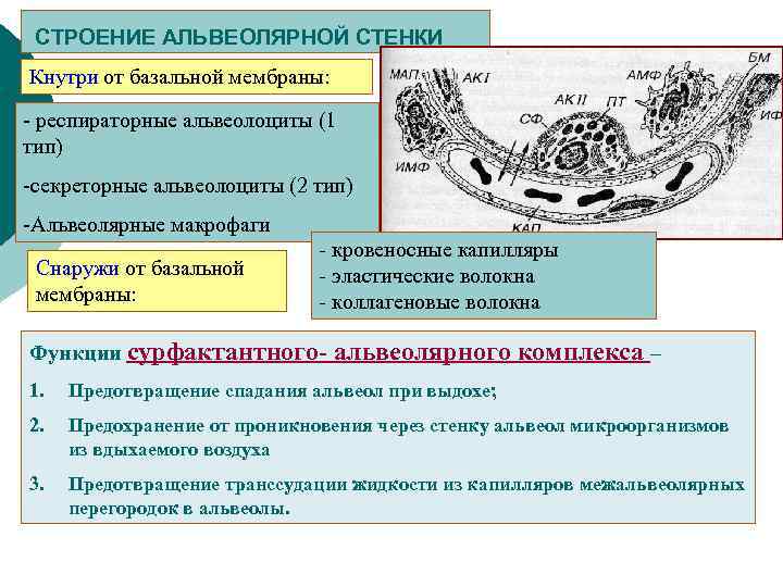 СТРОЕНИЕ АЛЬВЕОЛЯРНОЙ СТЕНКИ Кнутри от базальной мембраны: - респираторные альвеолоциты (1 тип) -секреторные альвеолоциты