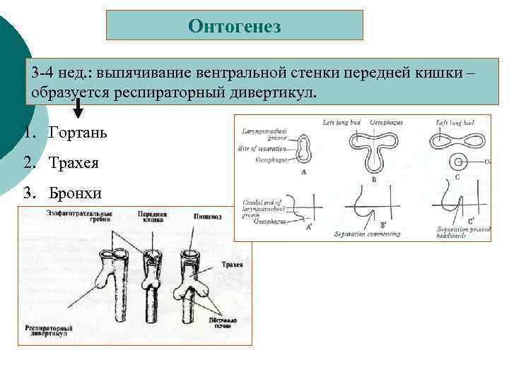 Вентральная стенка это