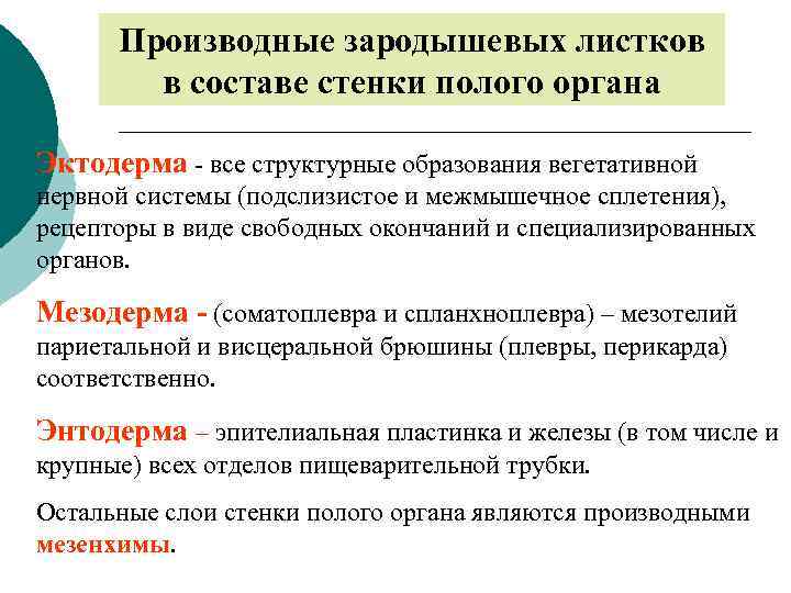 Производные зародышевых листков в составе стенки полого органа Эктодерма - все структурные образования вегетативной