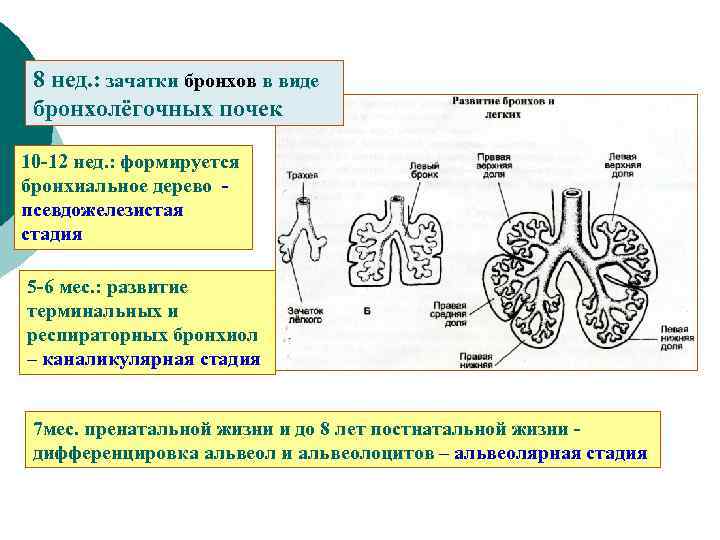 Зачатки это. Стадии формирования бронхолегочного дерева. Фазы эмбрионального развития бронхолегочной системы. Зачатки бронхов.