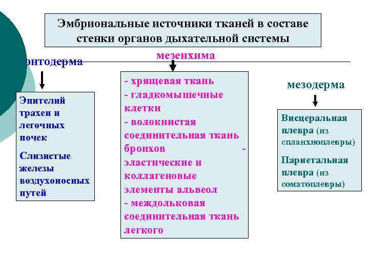 Эмбриональные источники тканей в составе стенки органов дыхательной системы мезенхима энтодерма Эпителий трахеи и