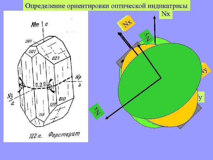 Ny Определение ориентировки оптической индикатрисы Nx Nxx N g N p N Nyy N
