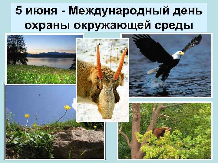 5 июня - Международный день охраны окружающей среды 