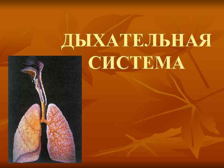 ДЫХАТЕЛЬНАЯ  СИСТЕМА 