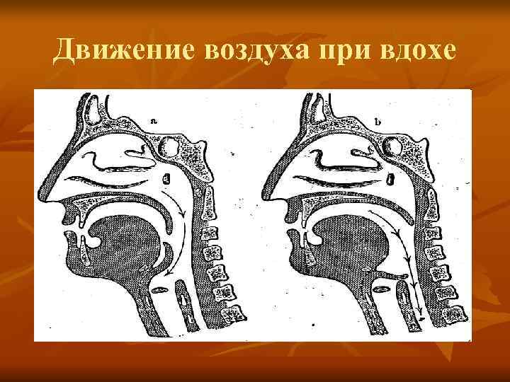 Движение воздуха при вдохе 