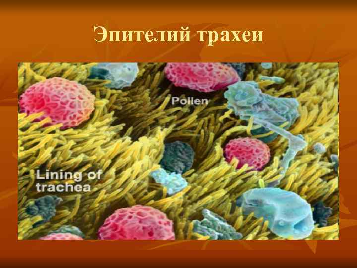 Эпителий трахеи 