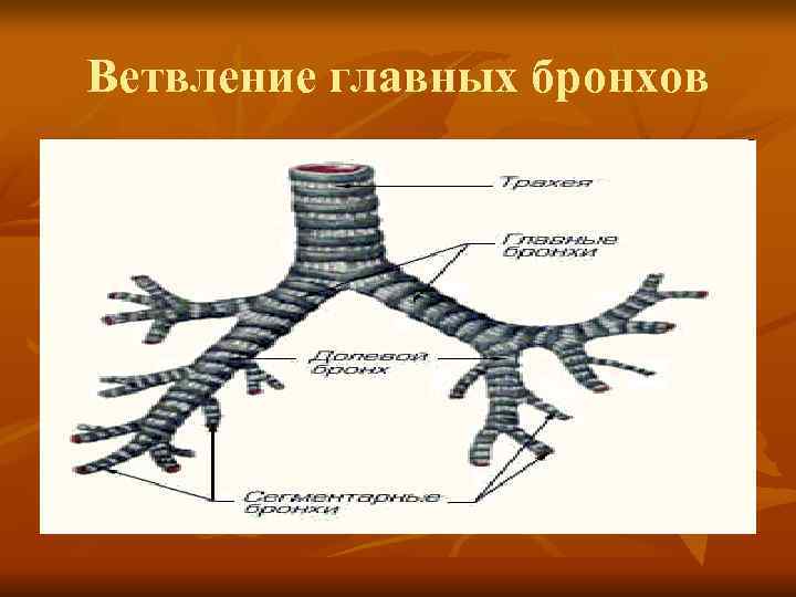 Ветвление главных бронхов 