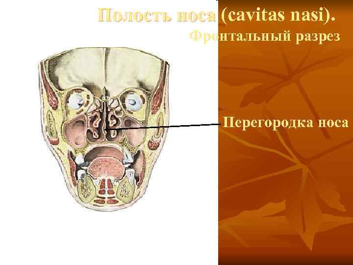 Полость носа (cavitas nasi).  Фронтальный разрез    Перегородка носа 
