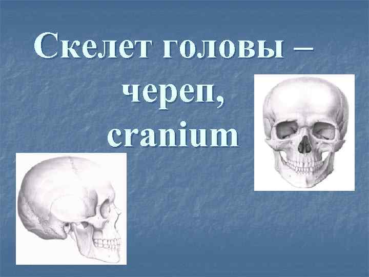 Скелет головы – череп, cranium 