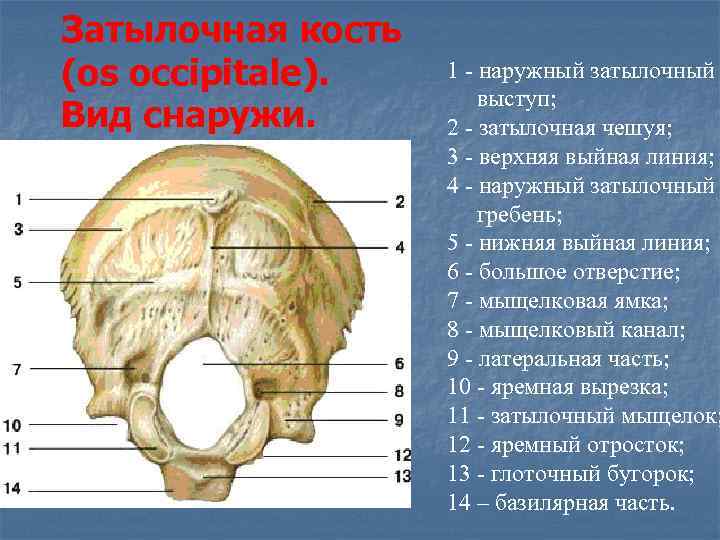 Кость на затылке. Затылочная кость черепа анатомия. Чешуя затылочной кости черепа. Затылочная кость Синельников. Строение затылочной кости черепа человека анатомия.