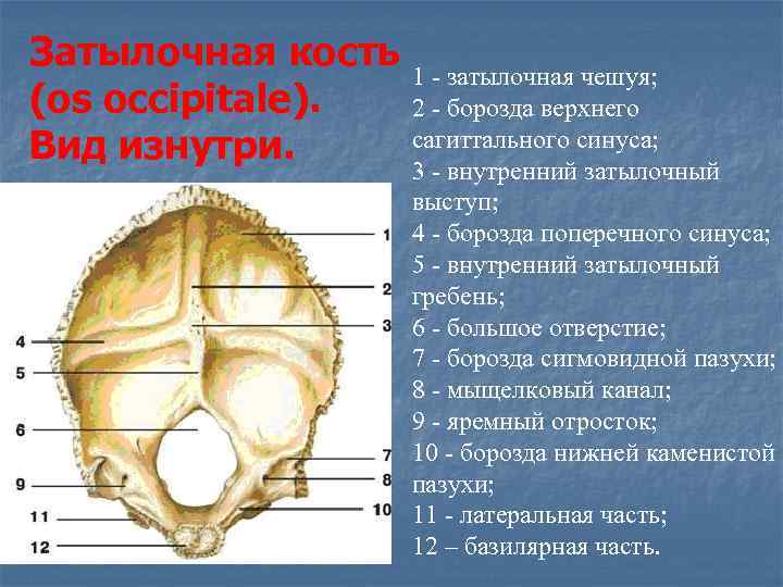 Выйная линия затылочной кости в картинках