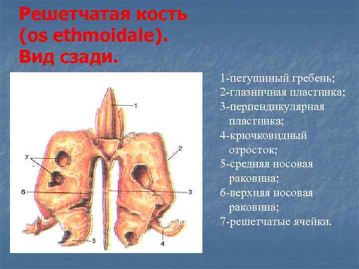 Решетчатая кость (os ethmoidale). Вид сзади.     1 -петушиный гребень; 