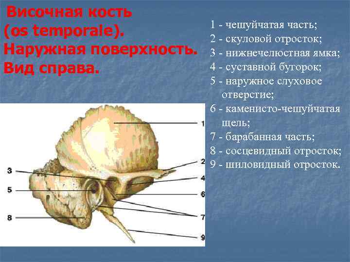 Височная пирамида. Барабанно сосцевидная щель височной кости. Каменисто барабанная щель височной кости. Барабанно Чешуйчатая щель височной. Каменисто барабанная щель на черепе.