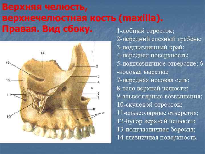 Верхняя челюсть, верхнечелюстная кость (maxilla). Правая. Вид сбоку.  1 -лобный отросток;  