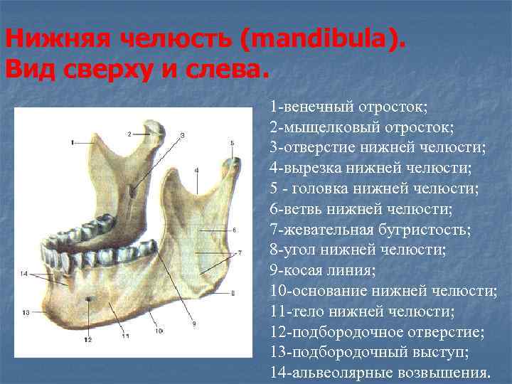 Нижняя челюсть на латыни. Жевательная бугристость нижней челюсти. Шейки мыщелкового отростка нижней челюсти. Мыщелковый отросток нижней челюсти анатомия. Венечный отросток нижней челюсти.