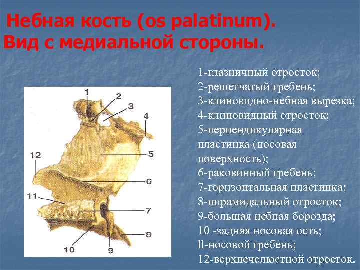Небная кость (os palatinum). Вид с медиальной стороны.     1 -глазничный
