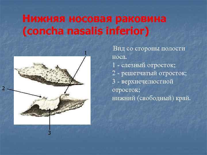   Нижняя носовая раковина (concha nasalis inferior)    Вид со стороны