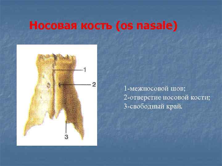Носовая кость (os nasale)    1 -межносовой шов;   2 -отверстие