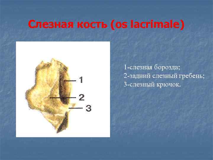 Слезная кость (os lacrimale)    1 -слезная борозда;    2