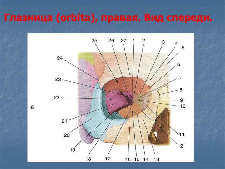 Глазница (orbita), правая. Вид спереди. 