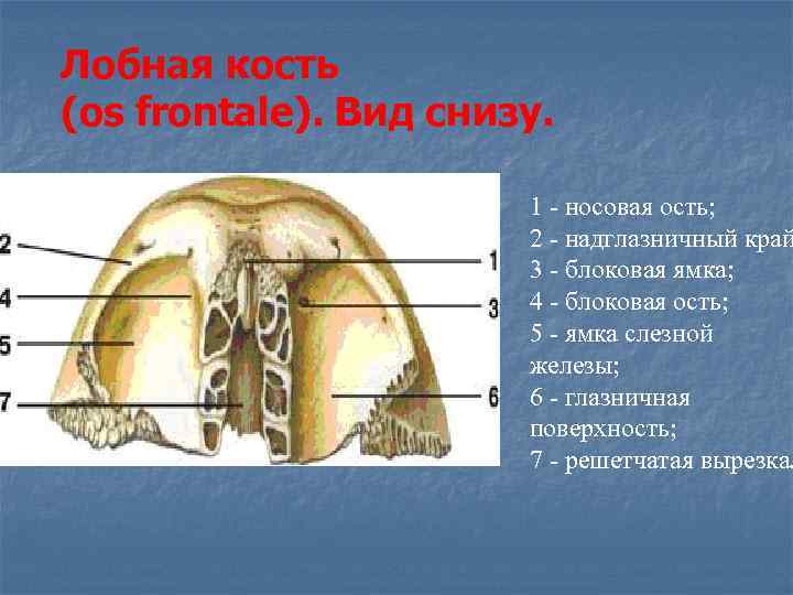 Лобная кость (os frontale). Вид снизу.     1 - носовая ость;