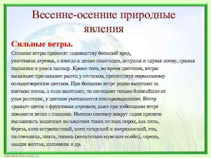   Весенне-осенние природные   явления Сильные ветры приносят садоводству большой вред, уничтожая