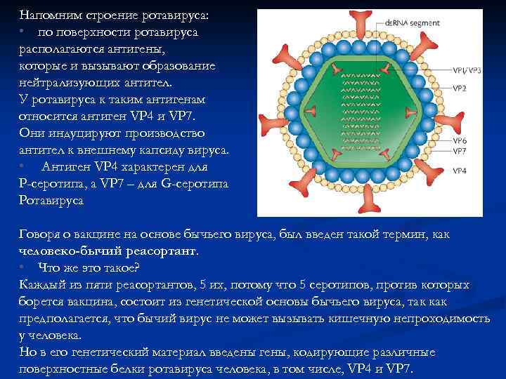 Напомним строение ротавируса: • по поверхности ротавируса располагаются антигены, которые и вызывают образование нейтрализующих