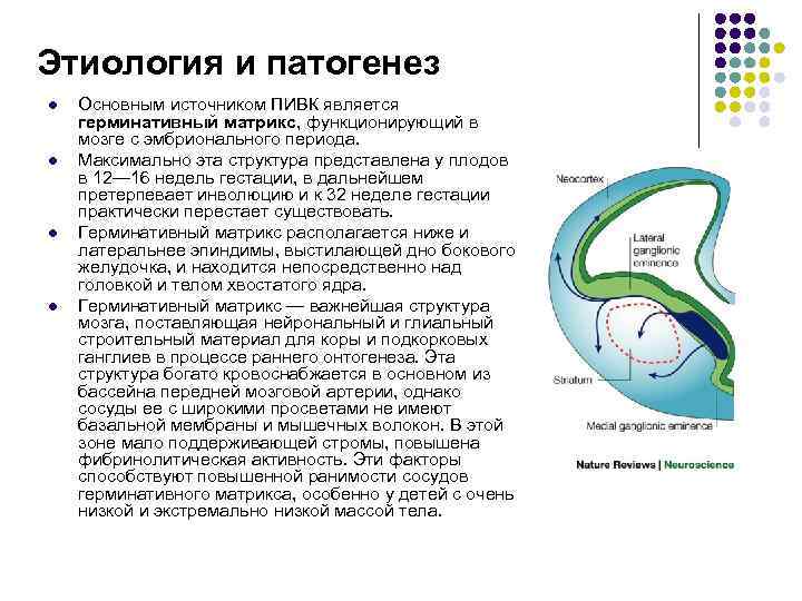 Этиология и патогенез l Основным источником ПИВК является герминативный матрикс, функционирующий в мозге Этиология и патогенез l Основным источником ПИВК является герминативный матрикс, функционирующий в мозге