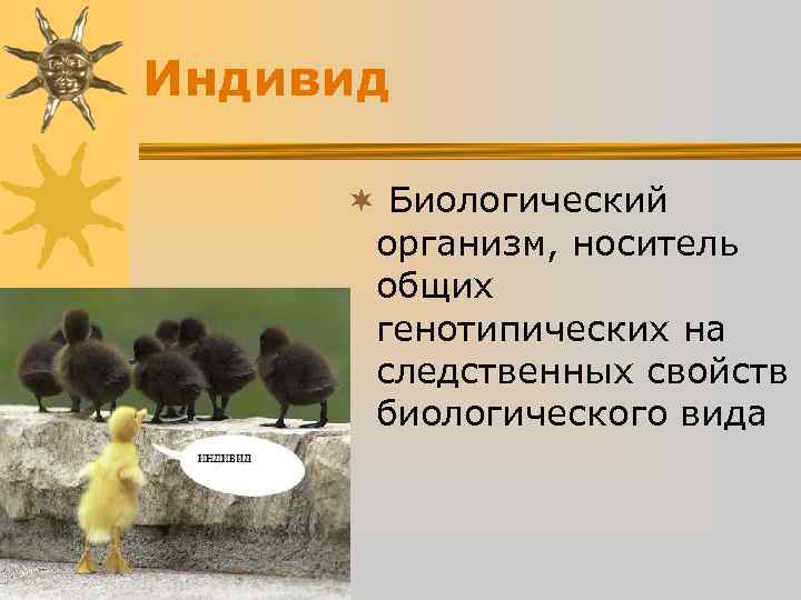 Индивид ¬ Биологический организм, носитель общих генотипических на следственных Индивид ¬ Биологический организм, носитель общих генотипических на следственных