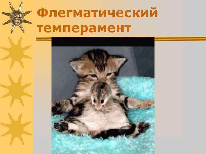 Флегматический темперамент Флегматический темперамент