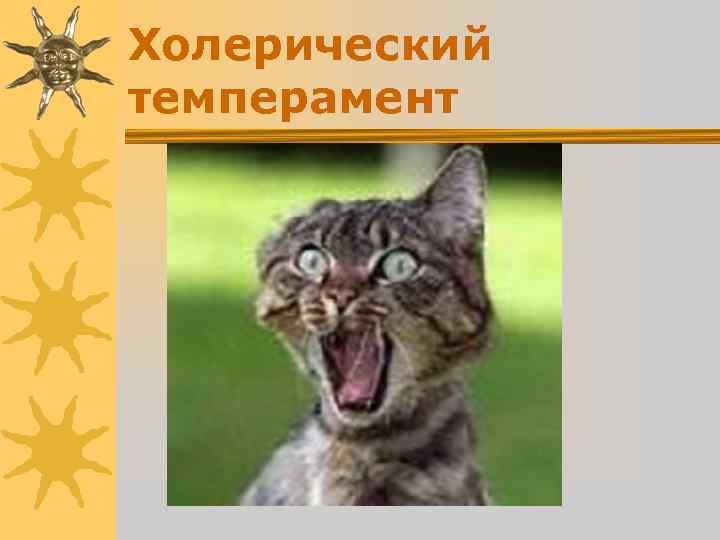 Холерический темперамент Холерический темперамент
