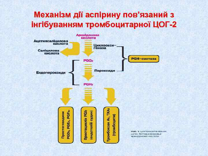  Механізм дії аспірину пов’язаний з інгібуванням тромбоцитарної ЦОГ-2 