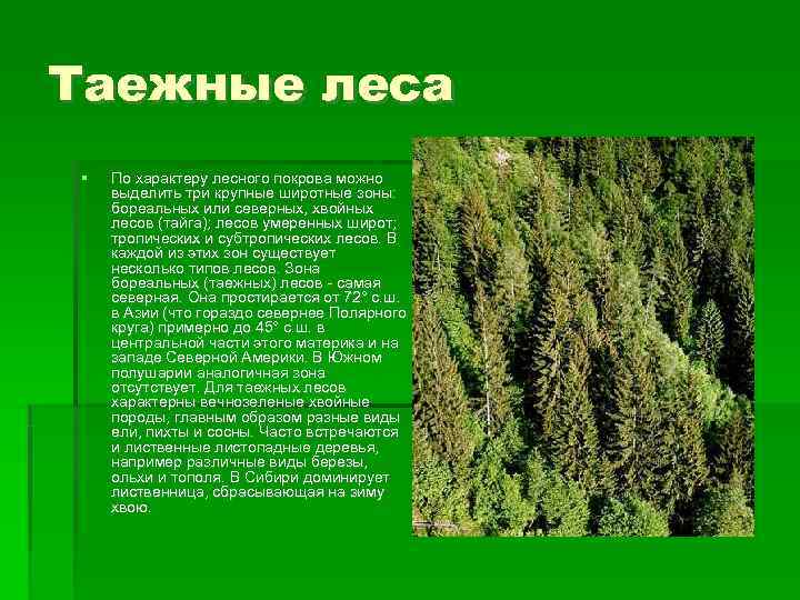 Таежные леса По характеру лесного покрова можно выделить три крупные широтные зоны: бореальных Таежные леса По характеру лесного покрова можно выделить три крупные широтные зоны: бореальных