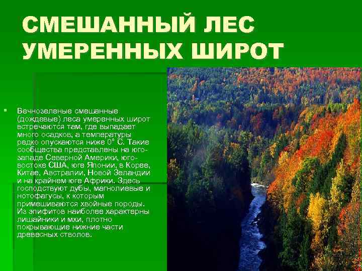 СМЕШАННЫЙ ЛЕС УМЕРЕННЫХ ШИРОТ Вечнозеленые смешанные (дождевые) леса умеренных широт встречаются там, где СМЕШАННЫЙ ЛЕС УМЕРЕННЫХ ШИРОТ Вечнозеленые смешанные (дождевые) леса умеренных широт встречаются там, где