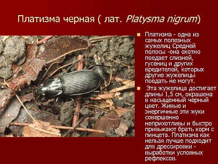 Платизма черная ( лат. Platysma nigrum)      n Платизма -