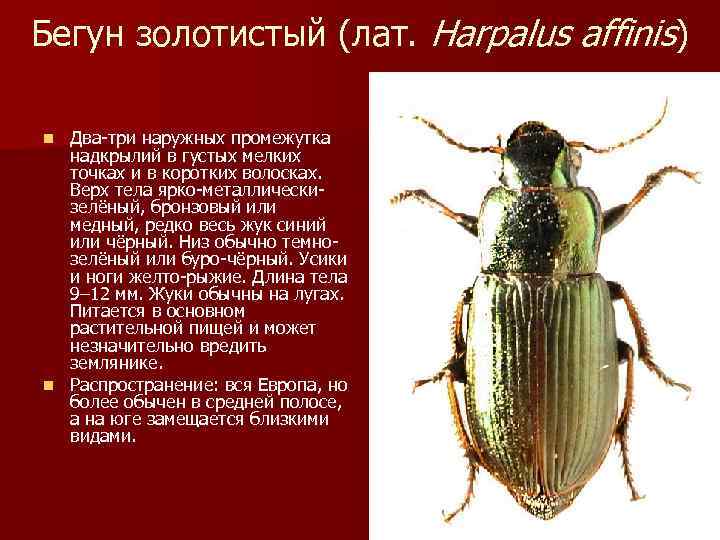 Бегун золотистый (лат. Harpalus affinis)  n Два-три наружных промежутка  надкрылий в густых