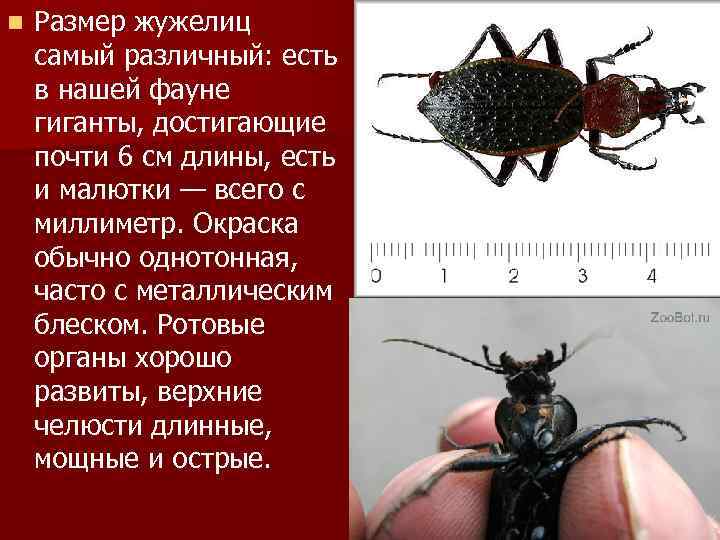 n  Размер жужелиц самый различный: есть в нашей фауне гиганты, достигающие почти 6