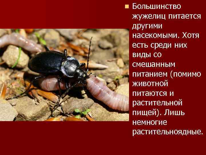 n  Большинство жужелиц питается другими насекомыми. Хотя есть среди них виды со смешанным