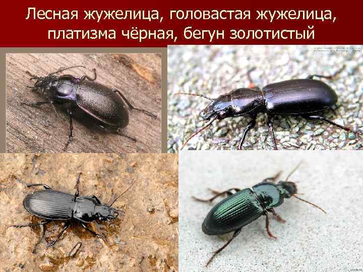 Лесная жужелица, головастая жужелица, платизма чёрная, бегун золотистый 