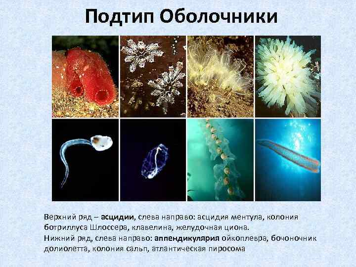    Подтип Оболочники Верхний ряд – асцидии, слева направо: асцидия ментула, колония