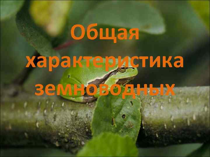   Общая характеристика земноводных 