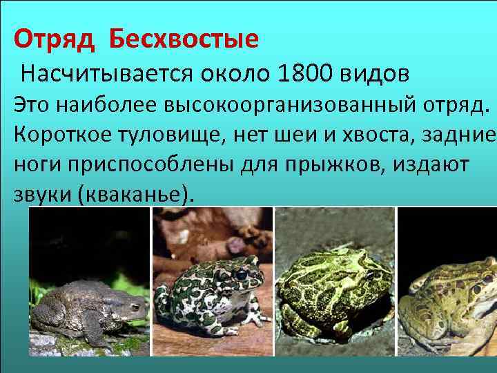 Отряд Бесхвостые Насчитывается около 1800 видов Это наиболее высокоорганизованный отряд. Короткое туловище, нет шеи