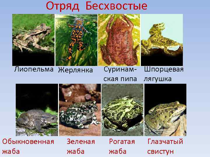 Какие отряды относятся к земноводным. Отряд бесхвостые земноводные. Отряд бесхвостые земноводные характеристика. К отряду бесхвостых амфибий не относятся. Лягушки относятся к отряду.