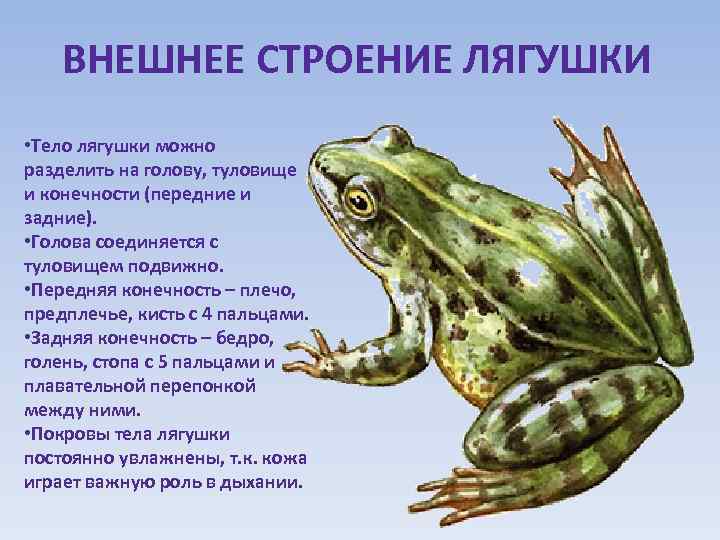   ВНЕШНЕЕ СТРОЕНИЕ ЛЯГУШКИ • Тело лягушки можно разделить на голову, туловище и
