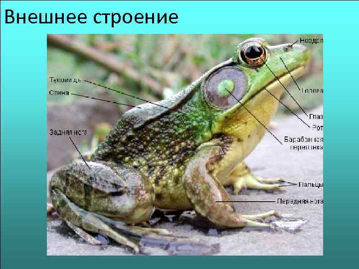 Внешнее строение 