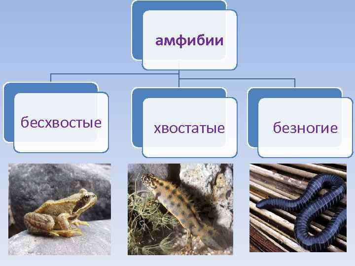    амфибии  бесхвостые  хвостатые  безногие 