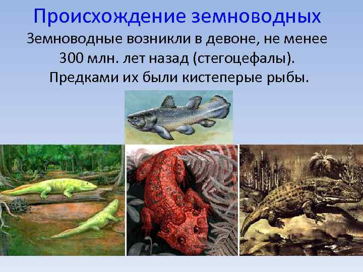 Объясните происхождение земноводные. Стегоцефалы девона. Происхождение земноводных 7 класс биология. Предки земноводных стегоцефалы. Стегоцефалы жаба.