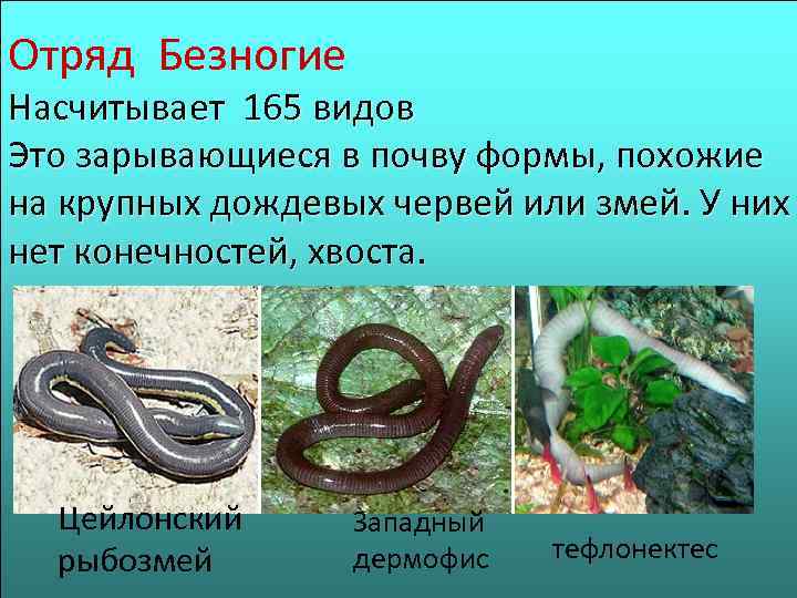 Отряд Безногие Насчитывает 165 видов Это зарывающиеся в почву формы, похожие на крупных дождевых
