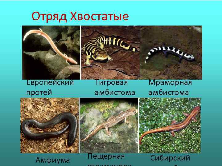  Отряд Хвостатые  Европейский  Тигровая  Мраморная протей   амбистома 