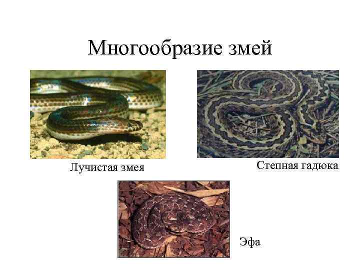   Многообразие змей Лучистая змея Степная гадюка     Эфа 